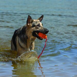 Aqua Floating Fetch Dog Water Toy