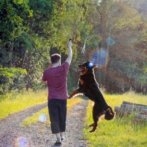 Outdoor Toy Extendable Dog Teaser Wand