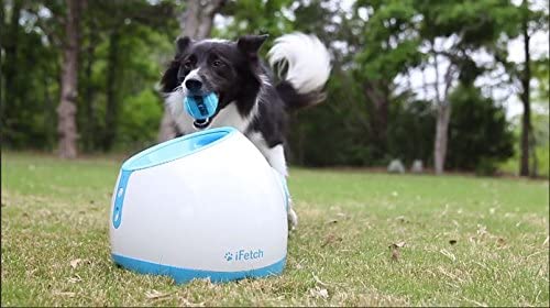 Interactive Ball Launcher For Dogs