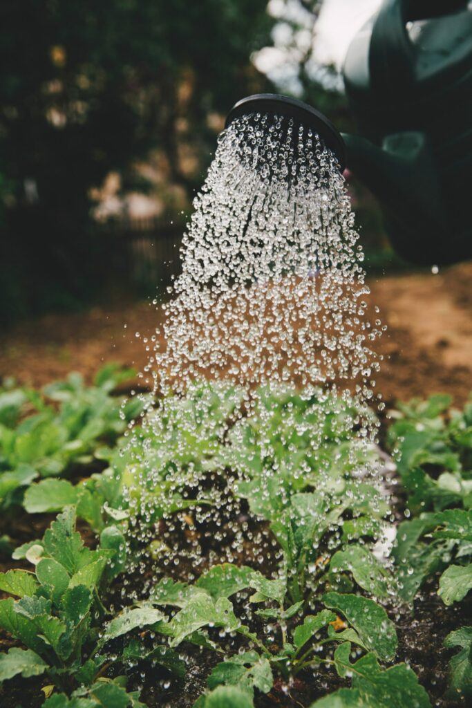 Garden Tools For Beginners Watering Can