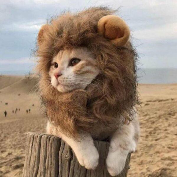 Lion Mane Cats Halloween Costume