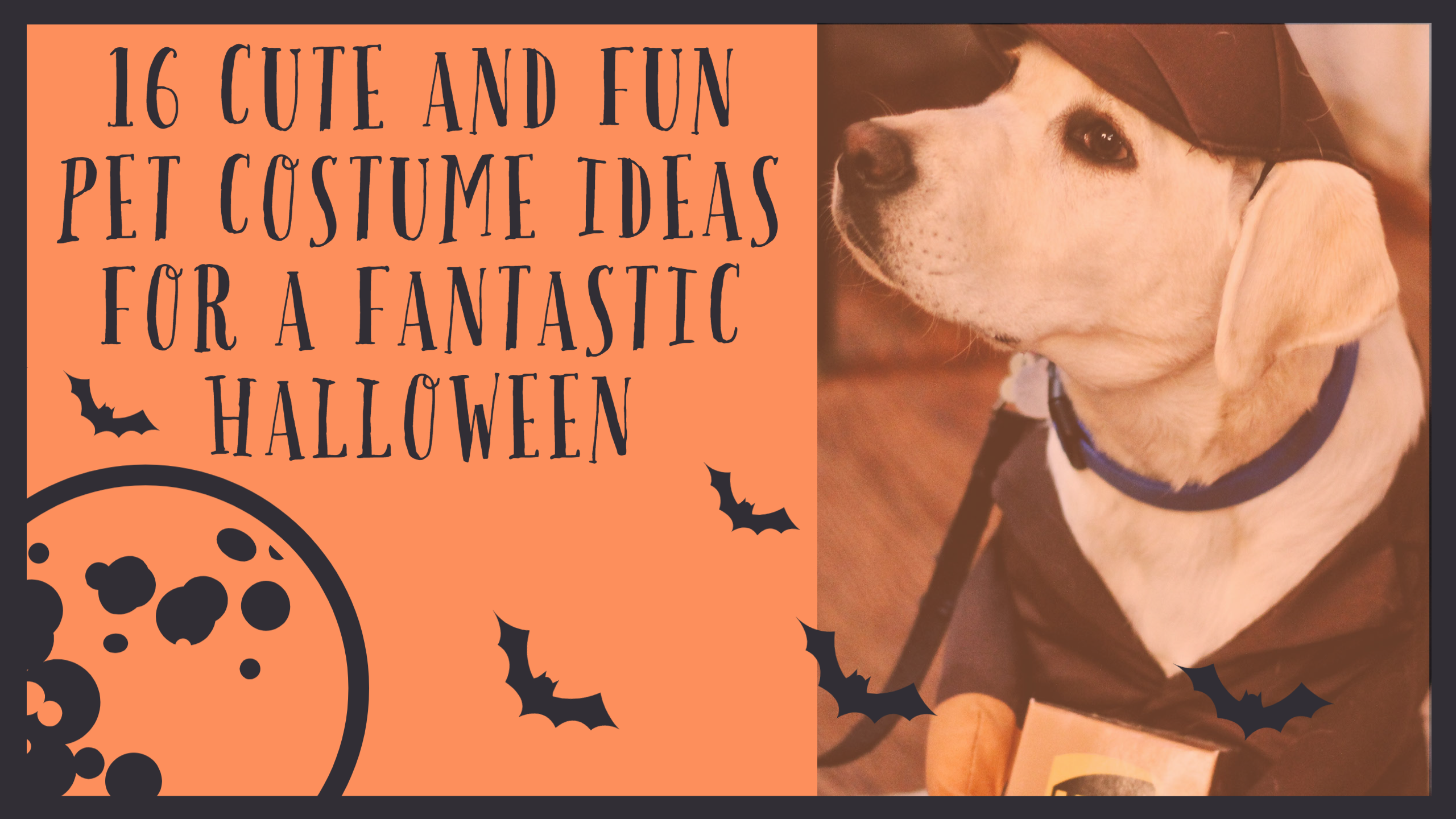 16 Cute And Fun Pet Costume Ideas For A Fantastic Halloween