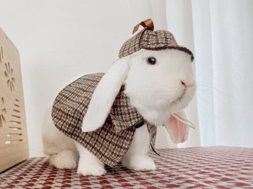 Sherlock Holmes Rabbit Detective Costume - My Inviting Home